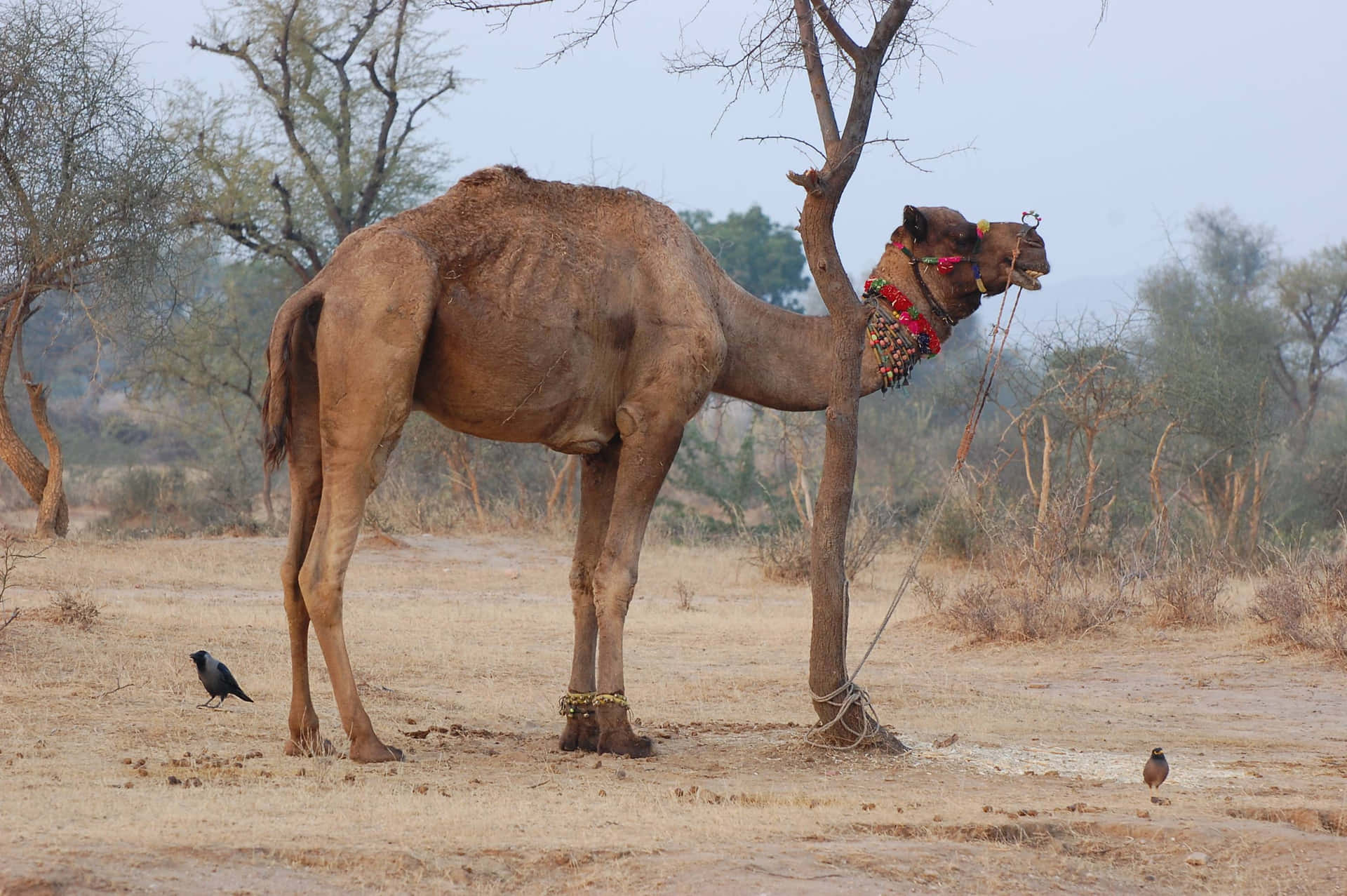 a camel standing next to a tree