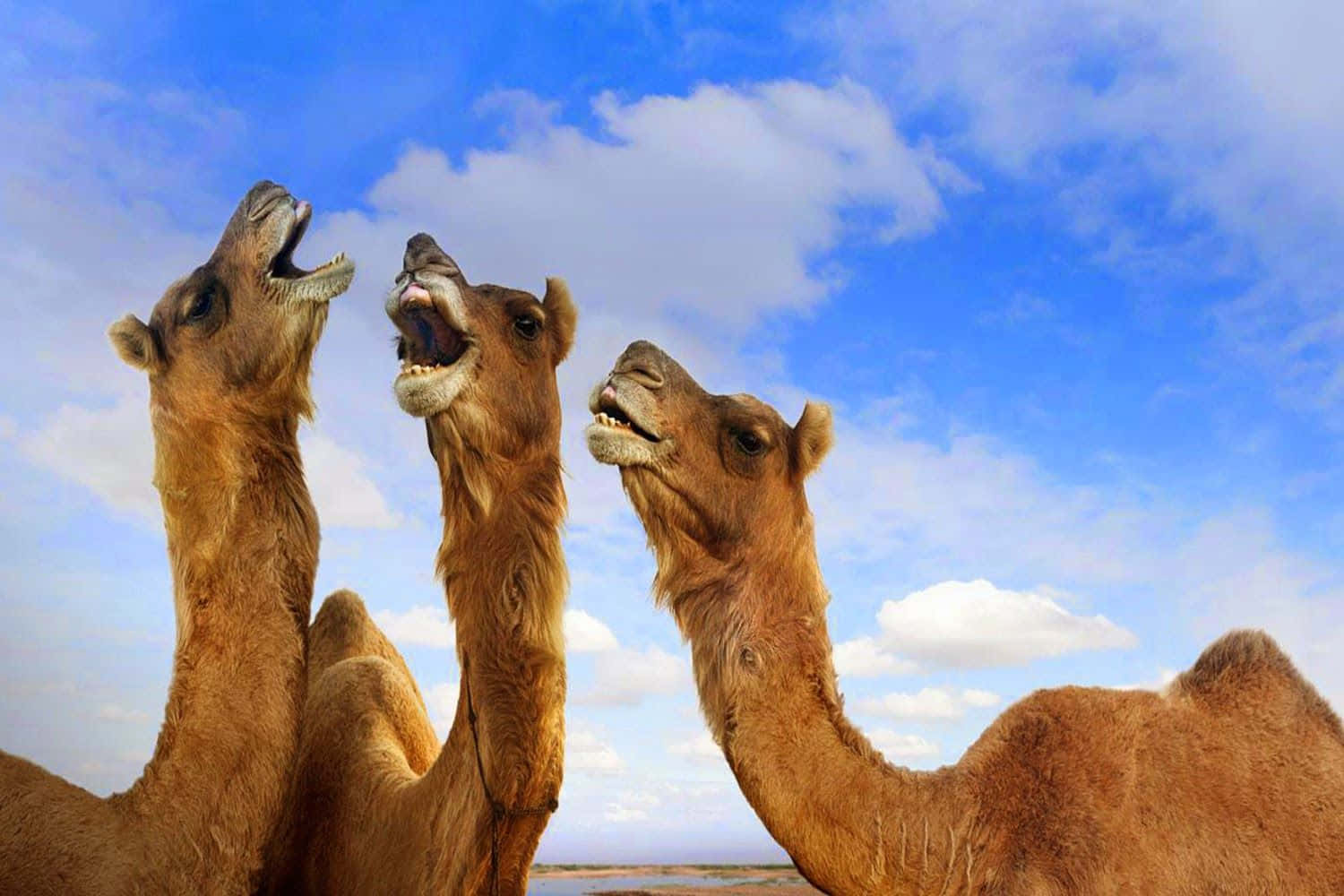 Genießensie Die Schönheit Der Natur, Indem Sie Das Hinterland Der Wüste Auf Einem Kamel Erkunden.
