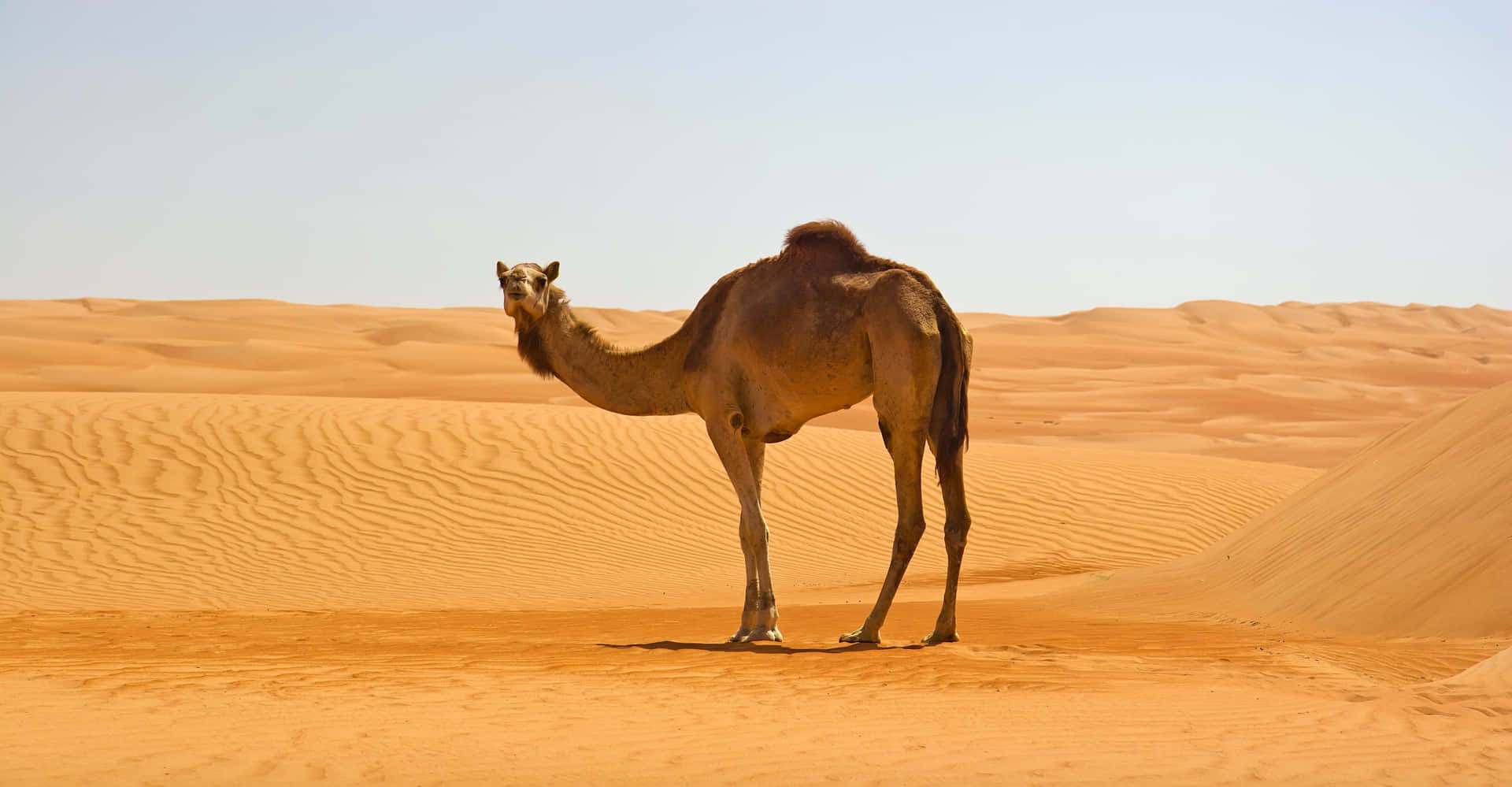 A camel in the Arabian desert, surrounded by nothing but sand.