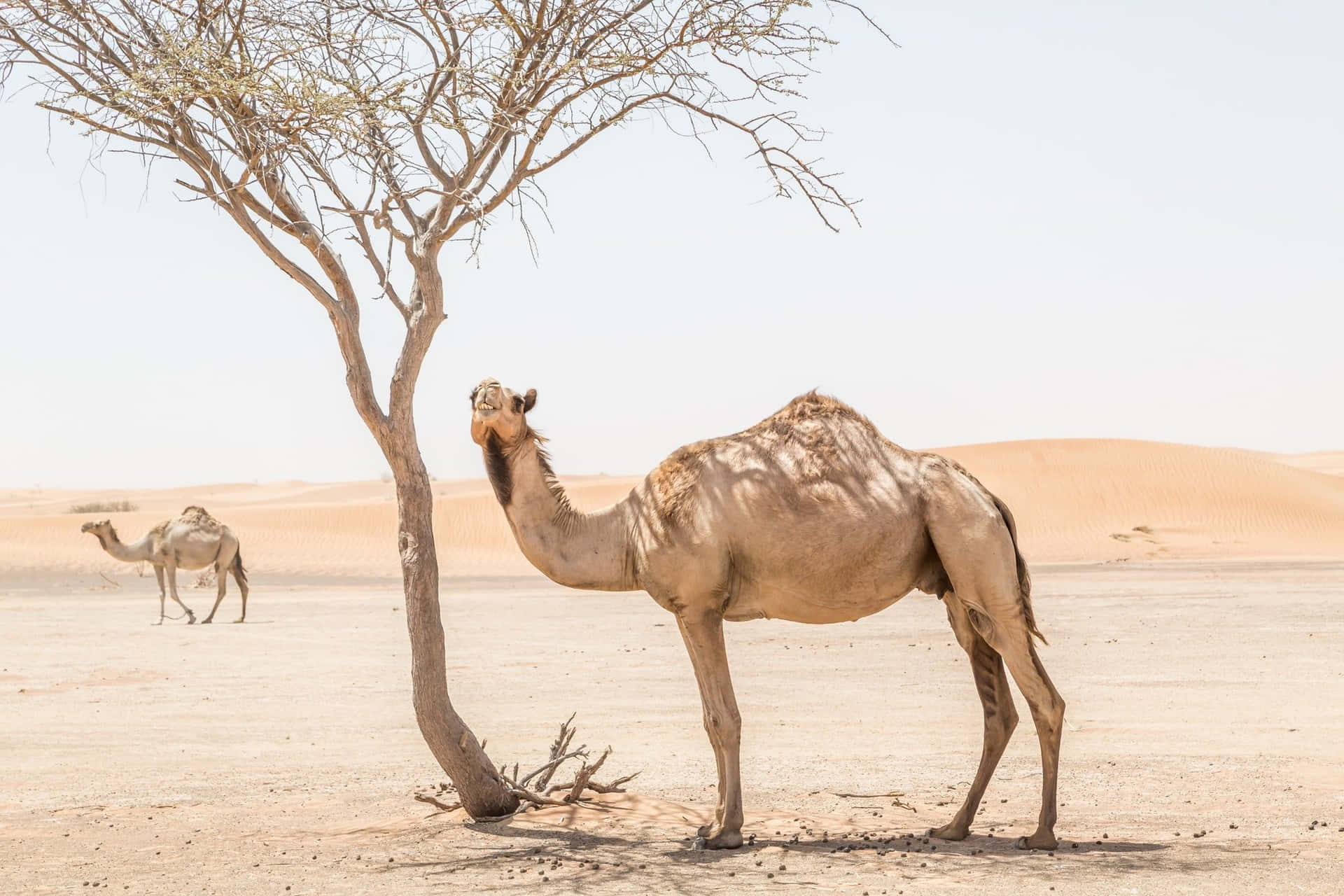 Enørkenkamel Klar Til At Vandre Tværs Over Sahara