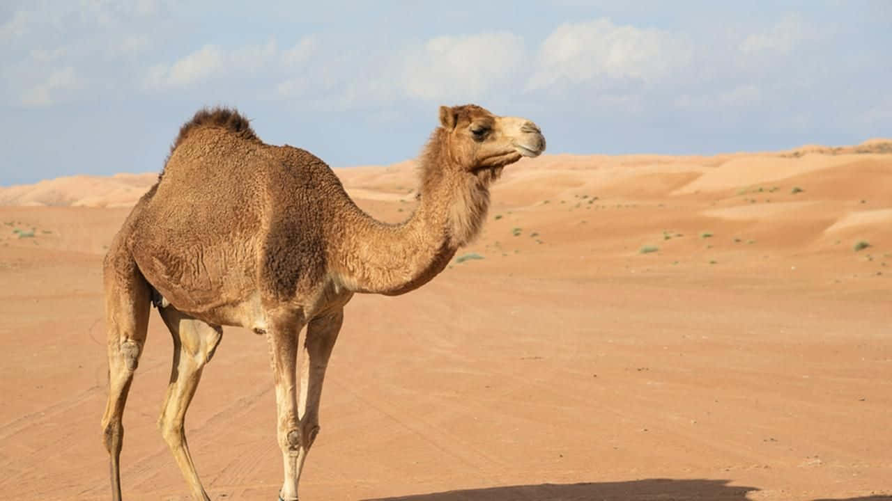 "Experience the Desert on the Back of a Camel"