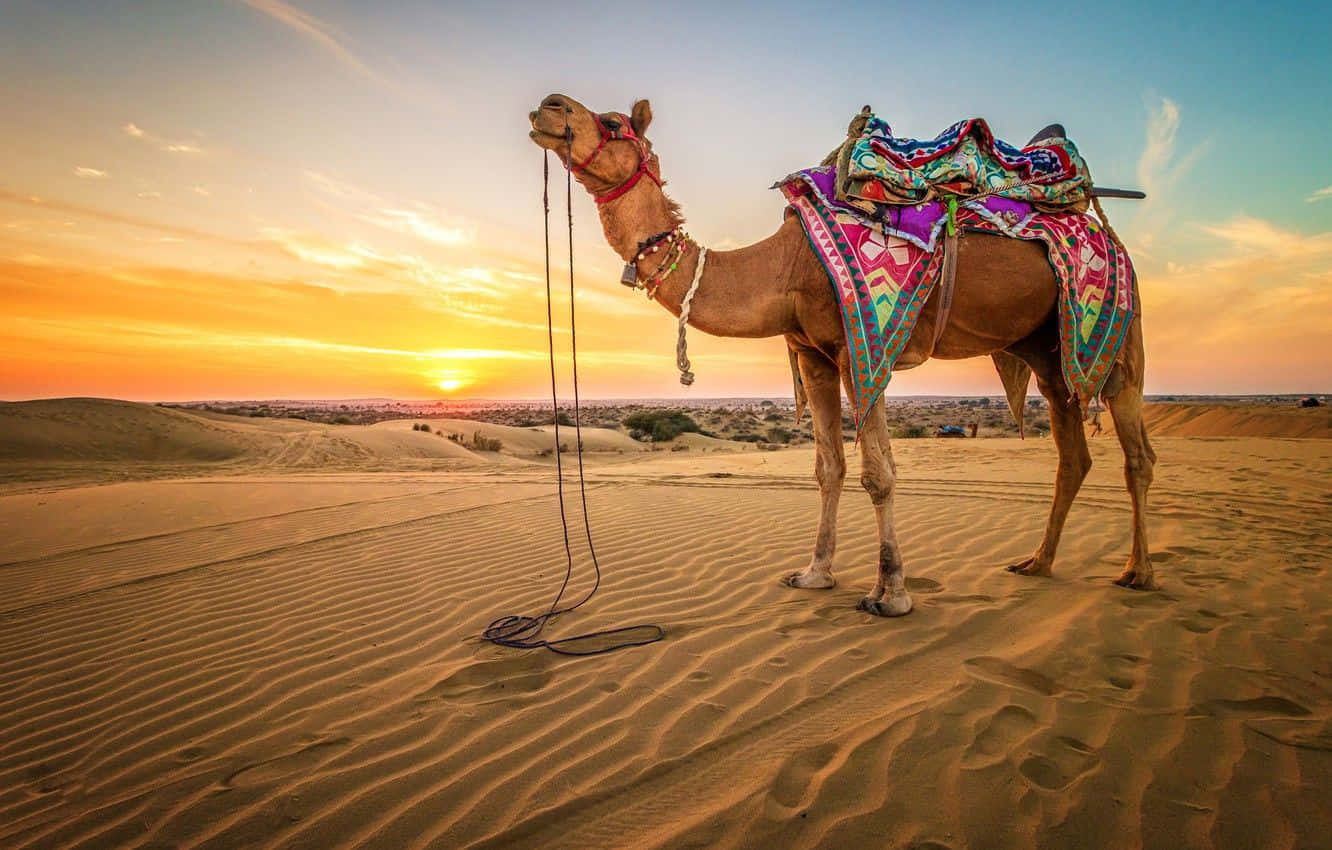 Einkamel Steht In Der Wüste Bei Sonnenuntergang