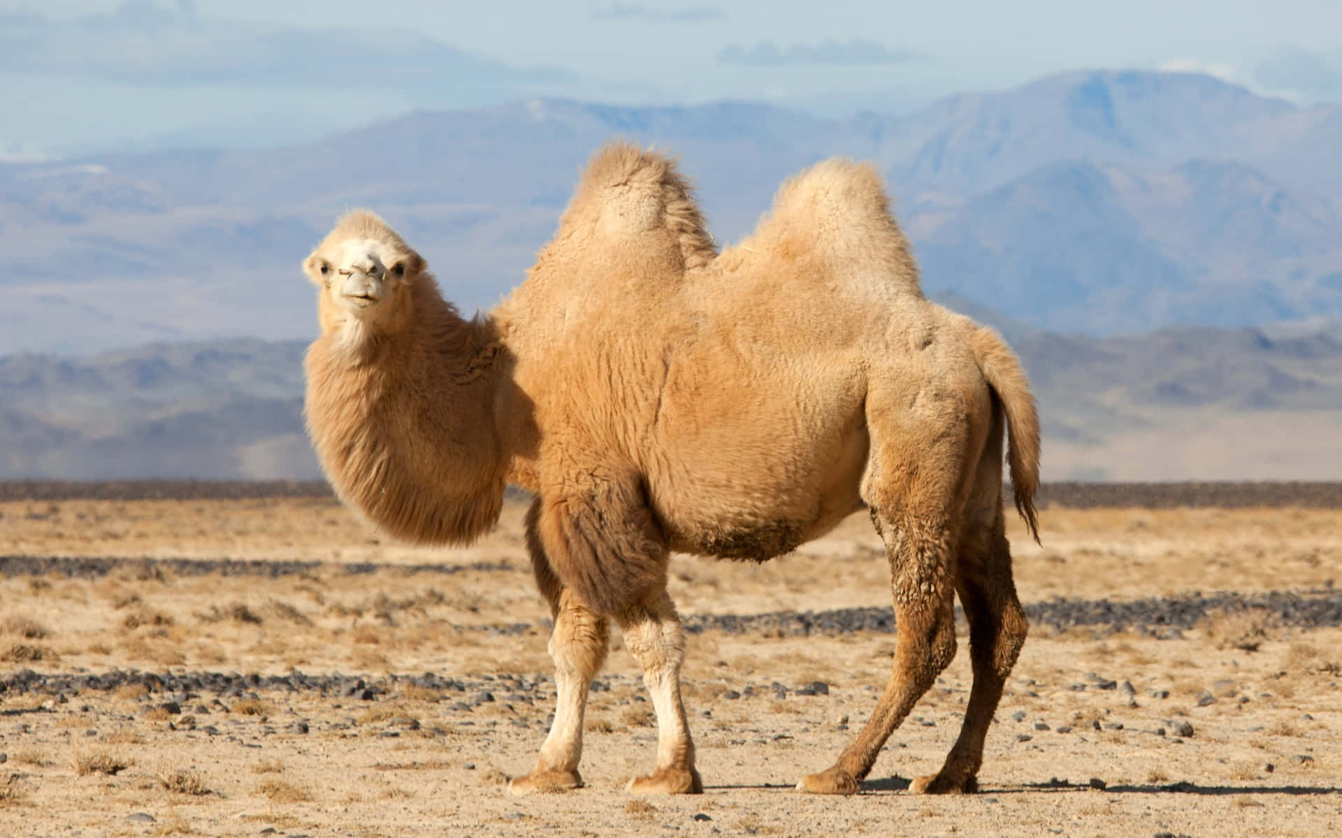 A happy camel stands on a desert landscape at sunset.