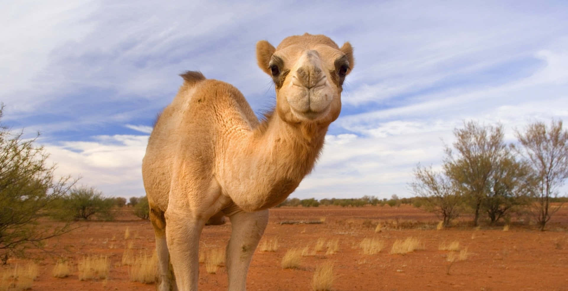 Utforskade Vitt Utsträckta Öknarna Med En Kamel