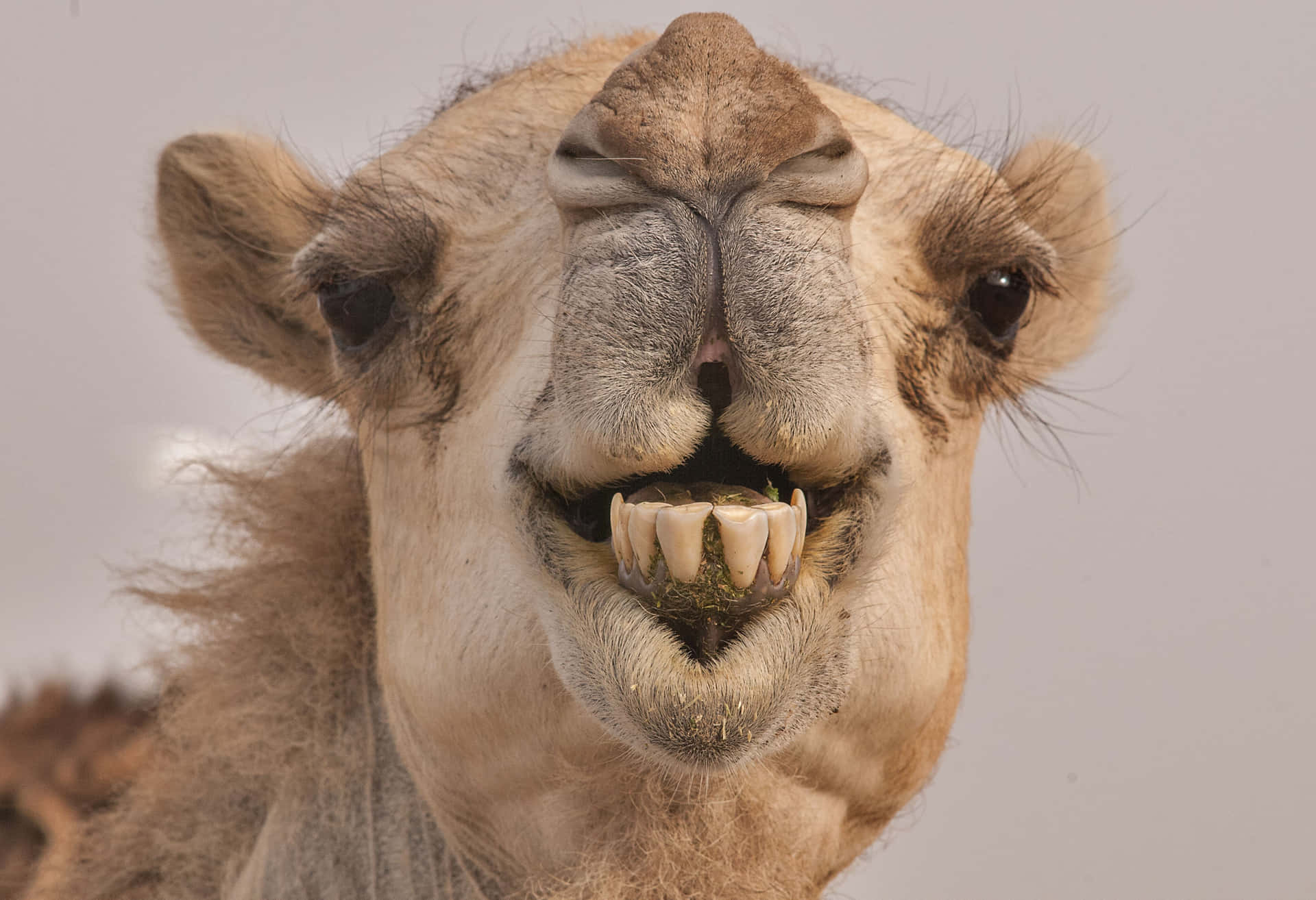 A camel walking in the desert, El Aguizra, Algeria