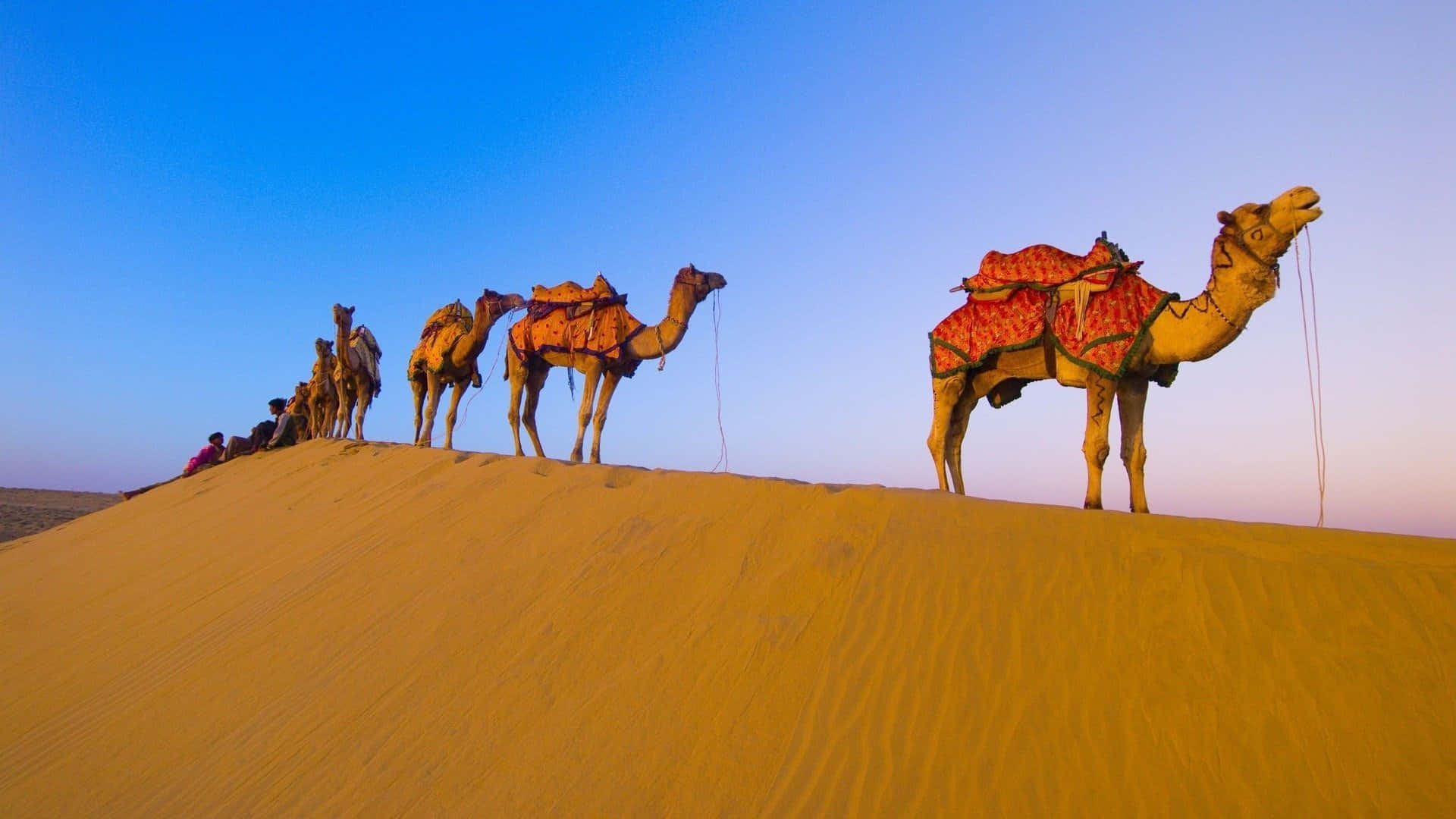 "Camel Walking Across the Desert"