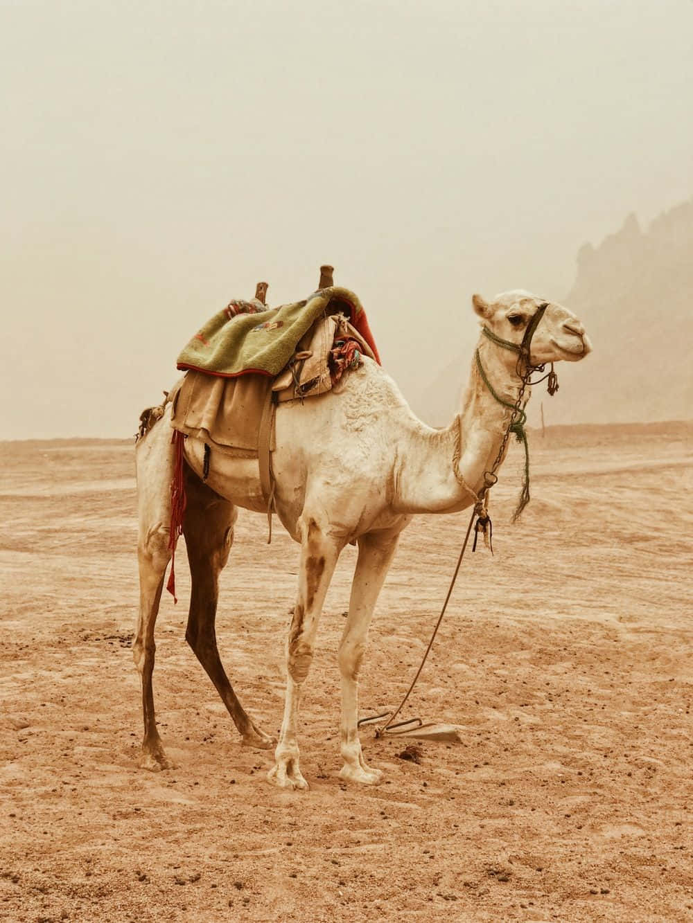 Eineägyptische Kamele, Das Sich In Der Wüste Entspannt.