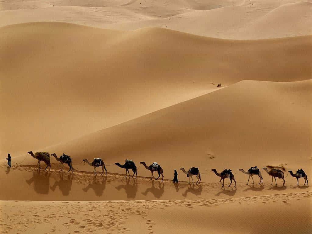 Einkamel Im Vordergrund Der Wüste