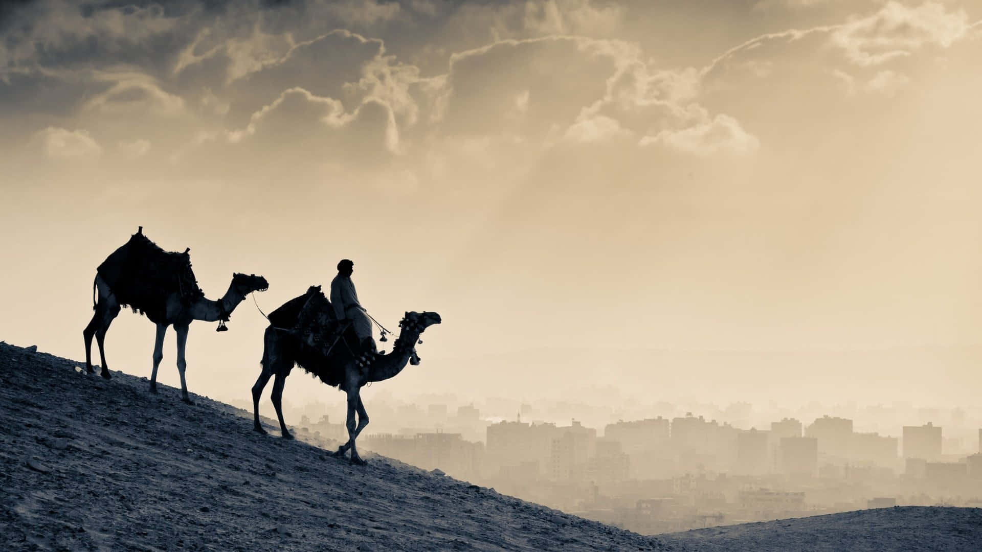 A majestic camel sauntering in the Sahara desert
