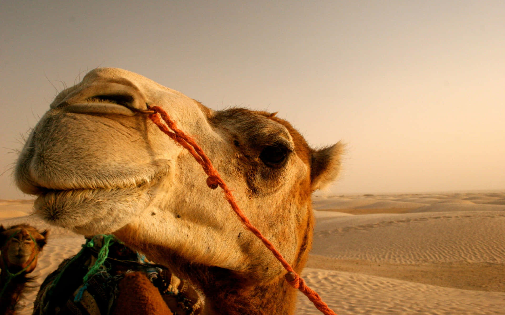 An adorable camel posing in the middle of the desert