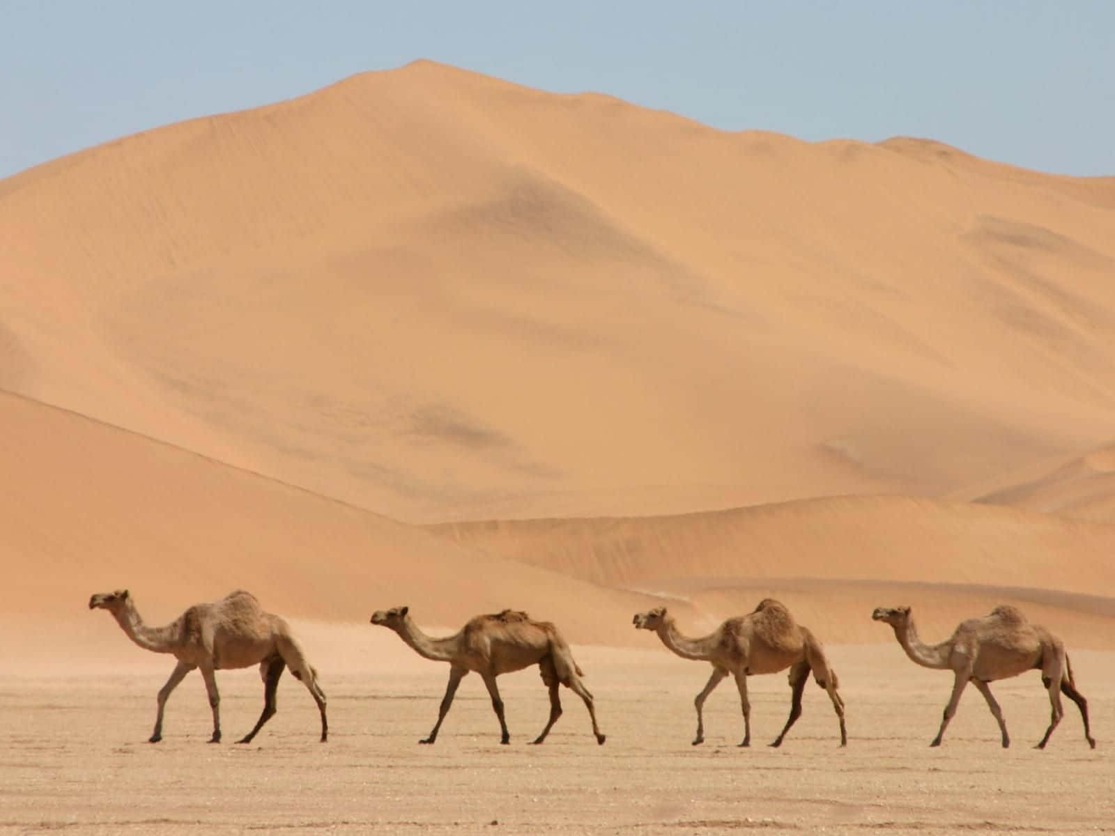 Einkamel Schaut Über Die Wüste