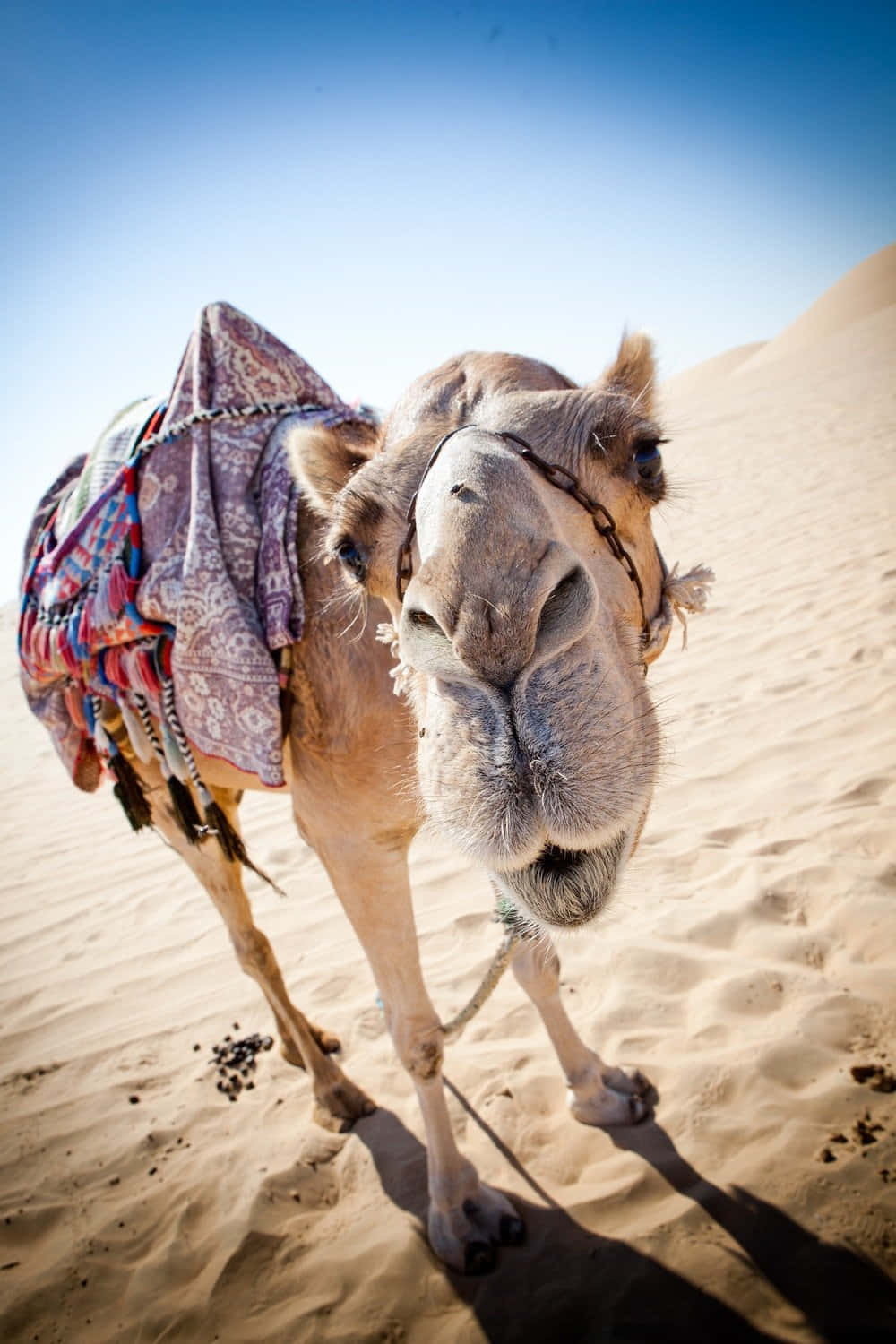 Einewunderbare Seite - Ein Kamel Betrachtet Eine Faszinierende Landschaft