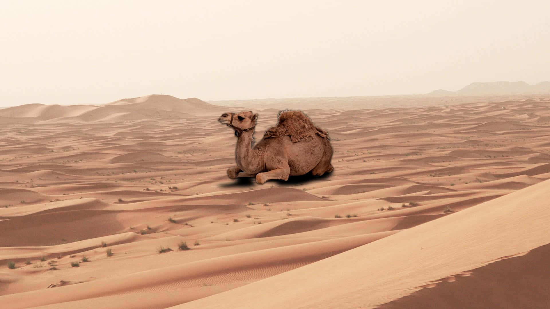 A brown colored Camel set against an Arabian Desert background