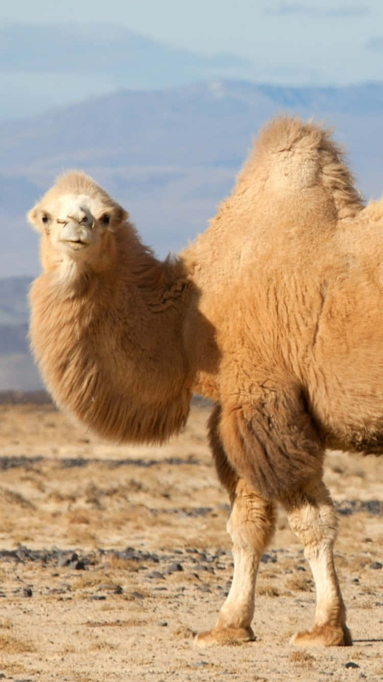 Majestic camel among rocky terrain