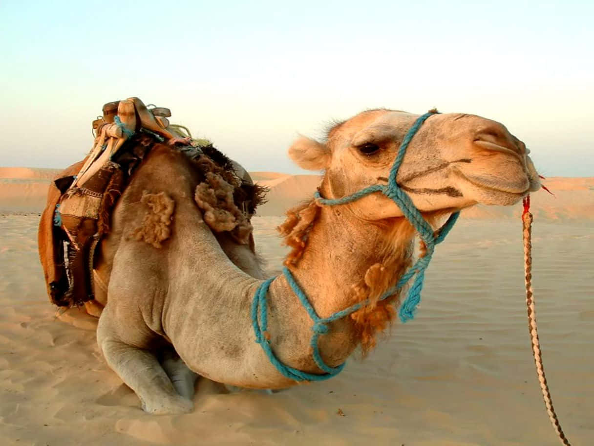A Camel Is Sitting In The Sand With A Rope