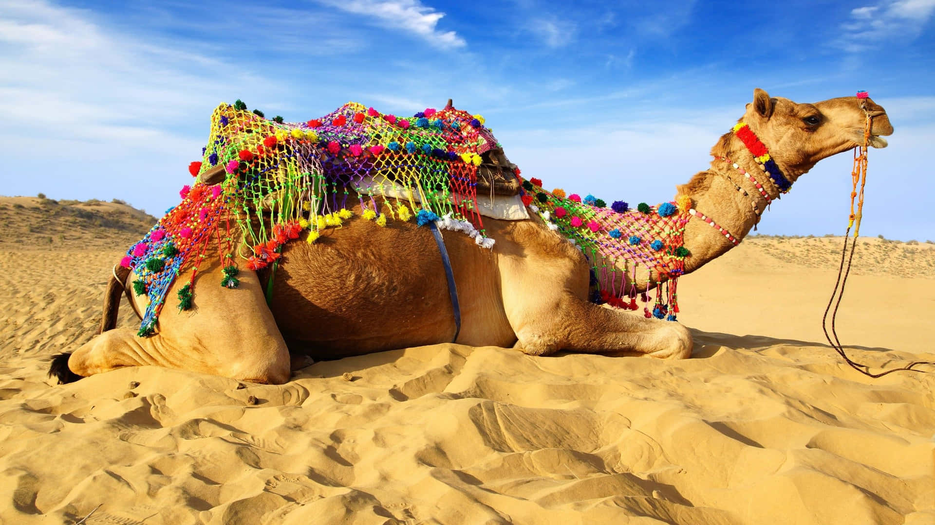 Enjoy The Beauty of Camel in Nature