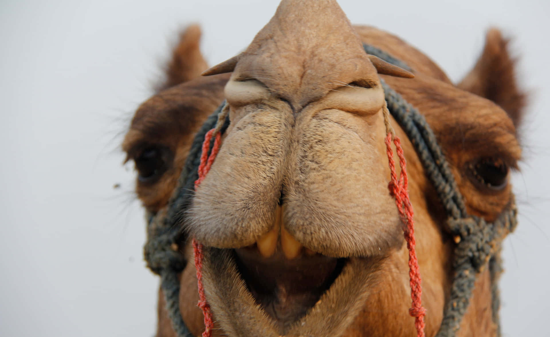 A majestic camel in full gallop in the Sahara desert