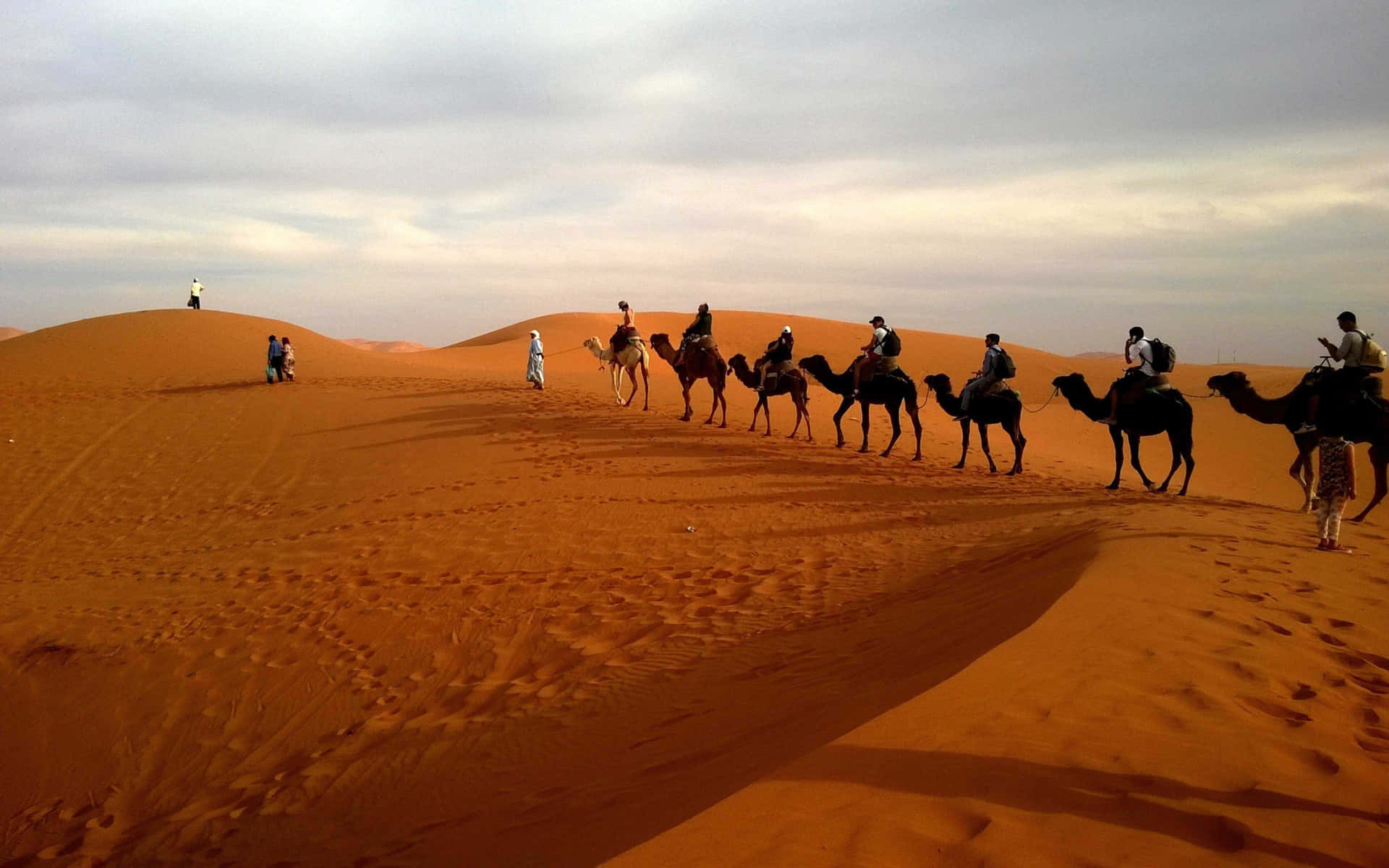 A camel standing in the vast desert.