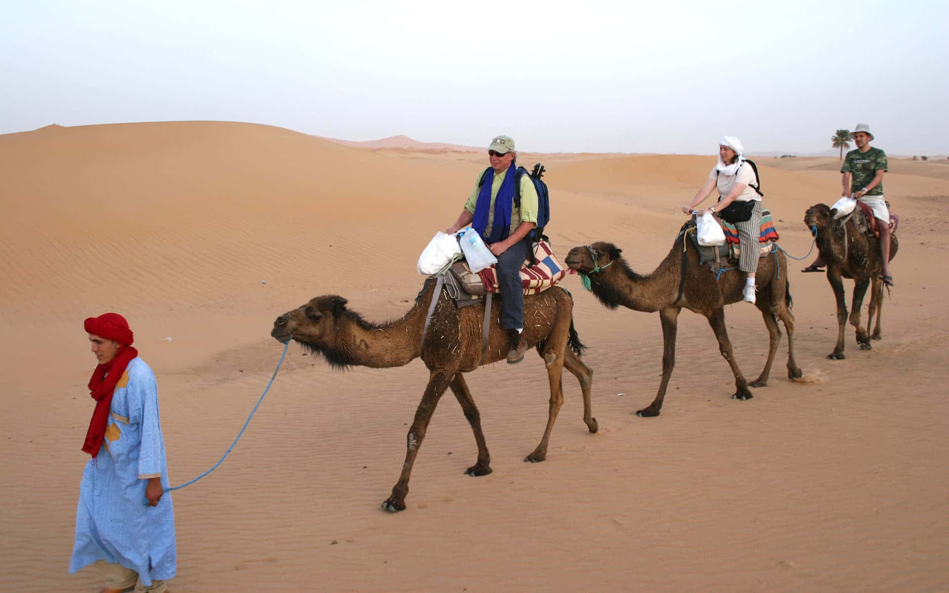 Dromedary Camel Relaxing in Sand Dunes