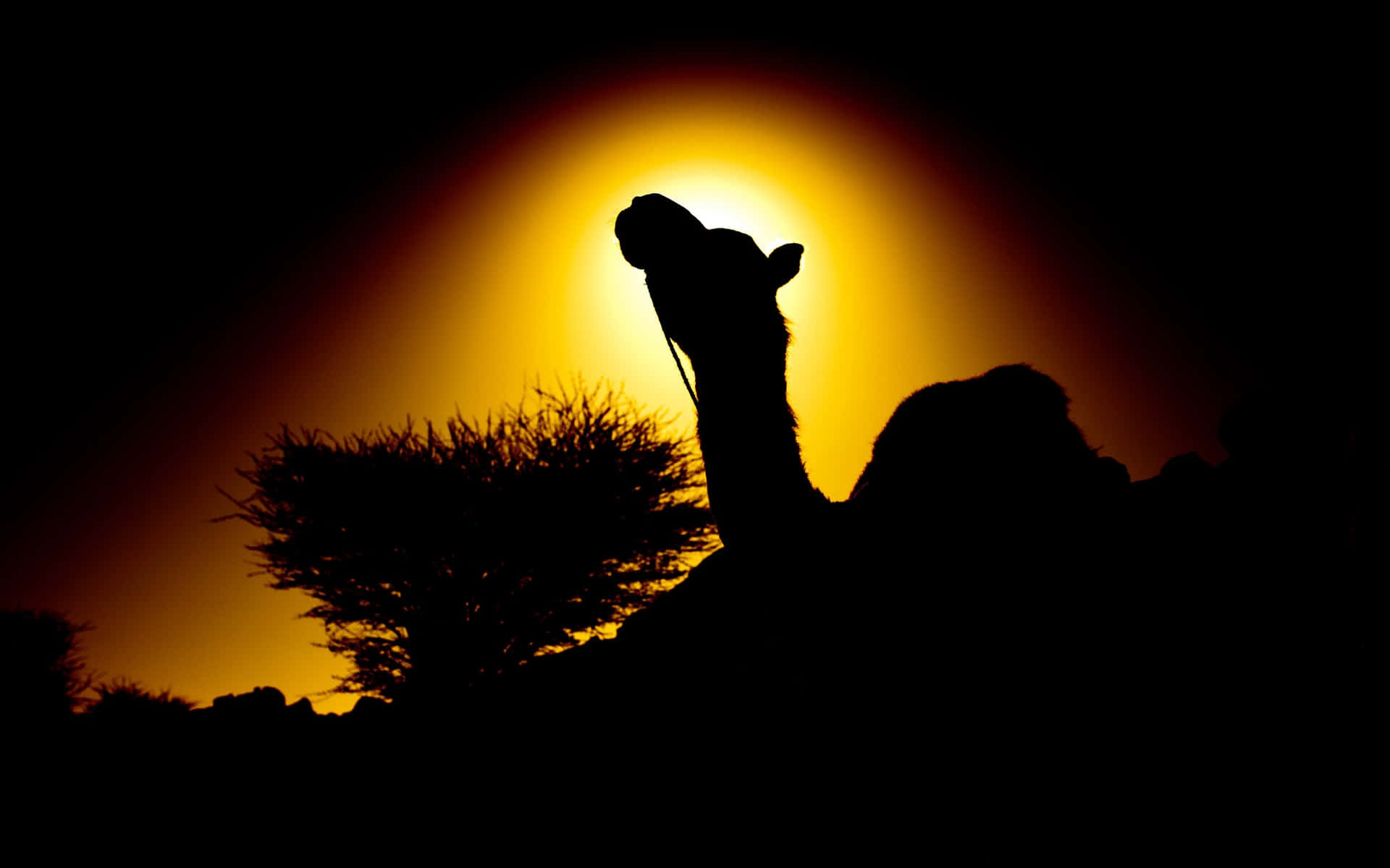 A Camel Gracefully Roaming Through the Desert