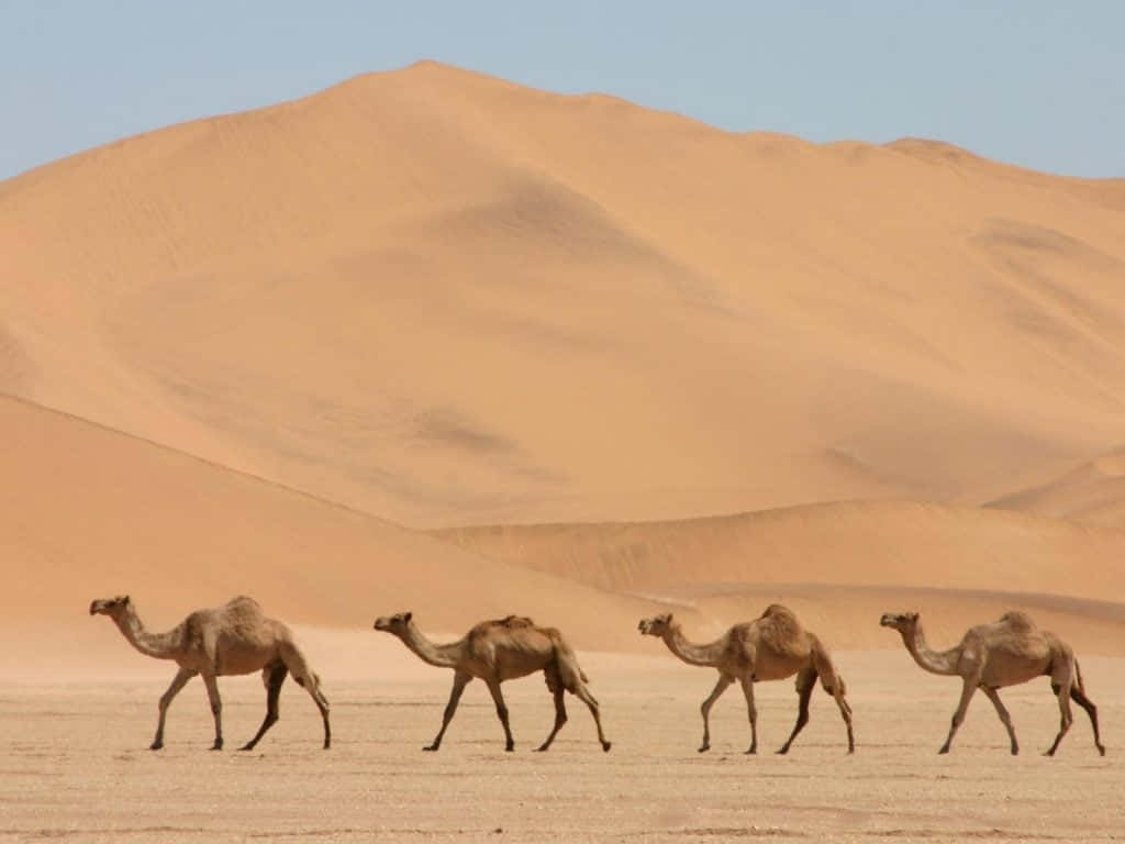 Diemagie Der Wüste