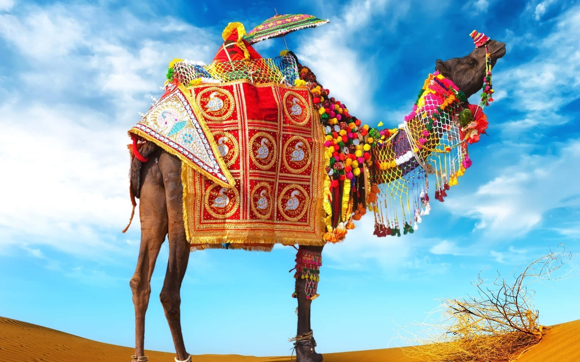 Eineepische Silhouette Eines Kamels Auf Einer Sanddüne