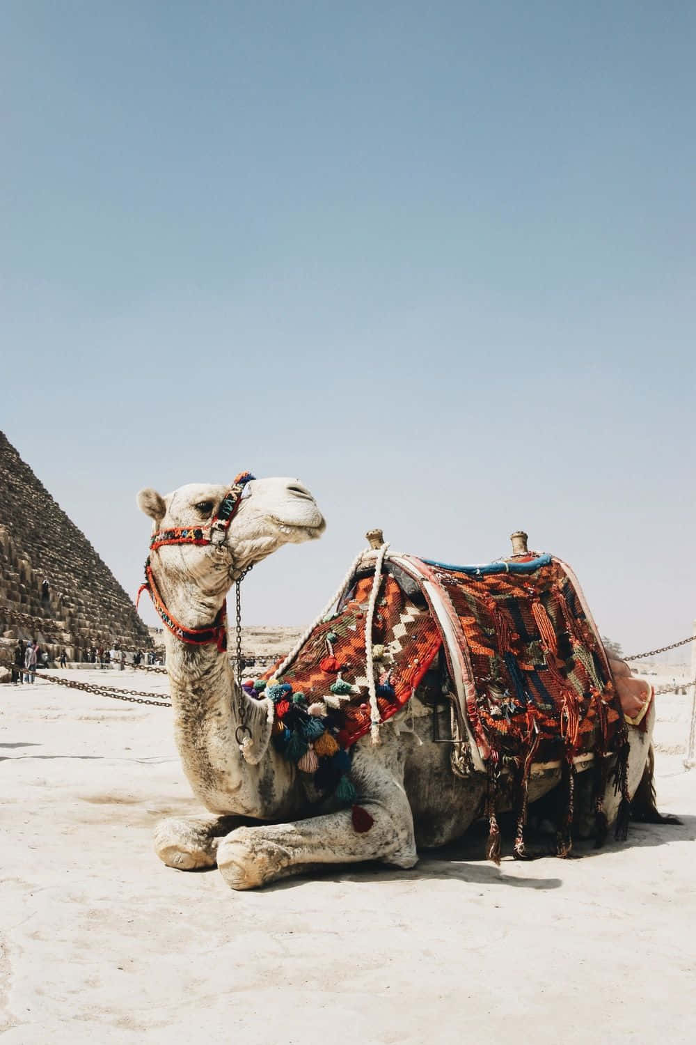 A camel roaming in the desert