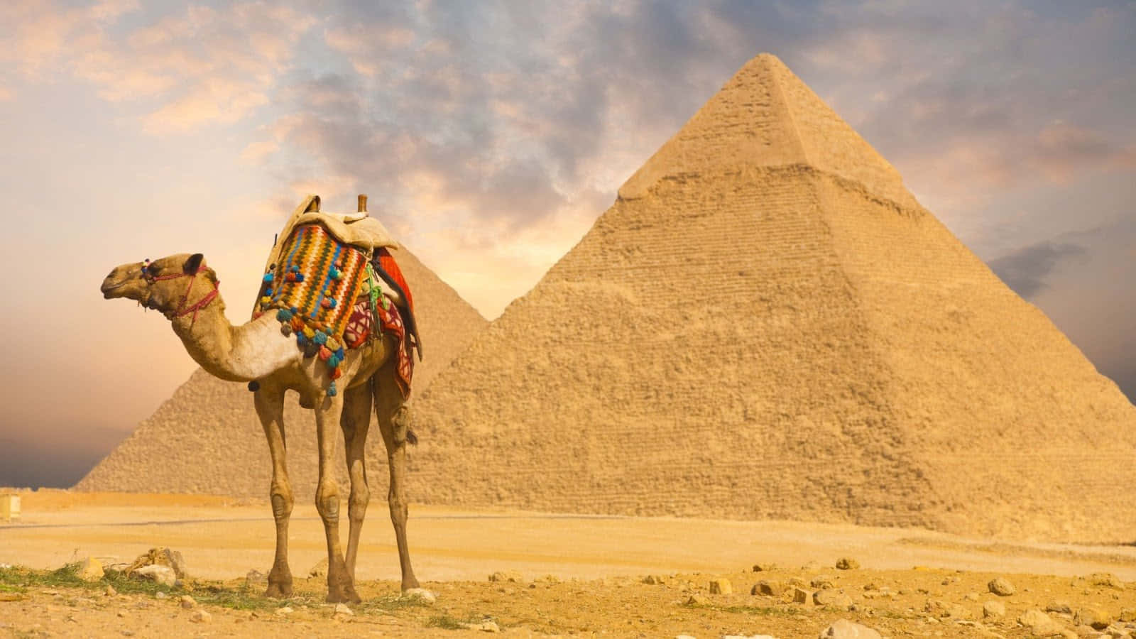 A Camel in a Desert Oasis