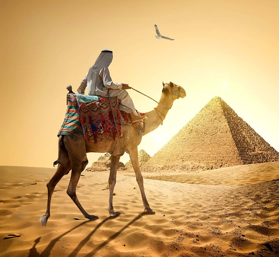 A camel trekking through desert sands
