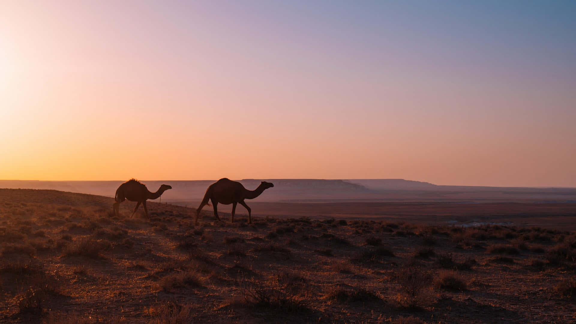 A herd of camels traversing across an arid desert.