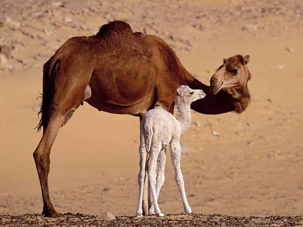 Unsolo Y Solitario Camello Vagando Por La Arena Del Desierto.
