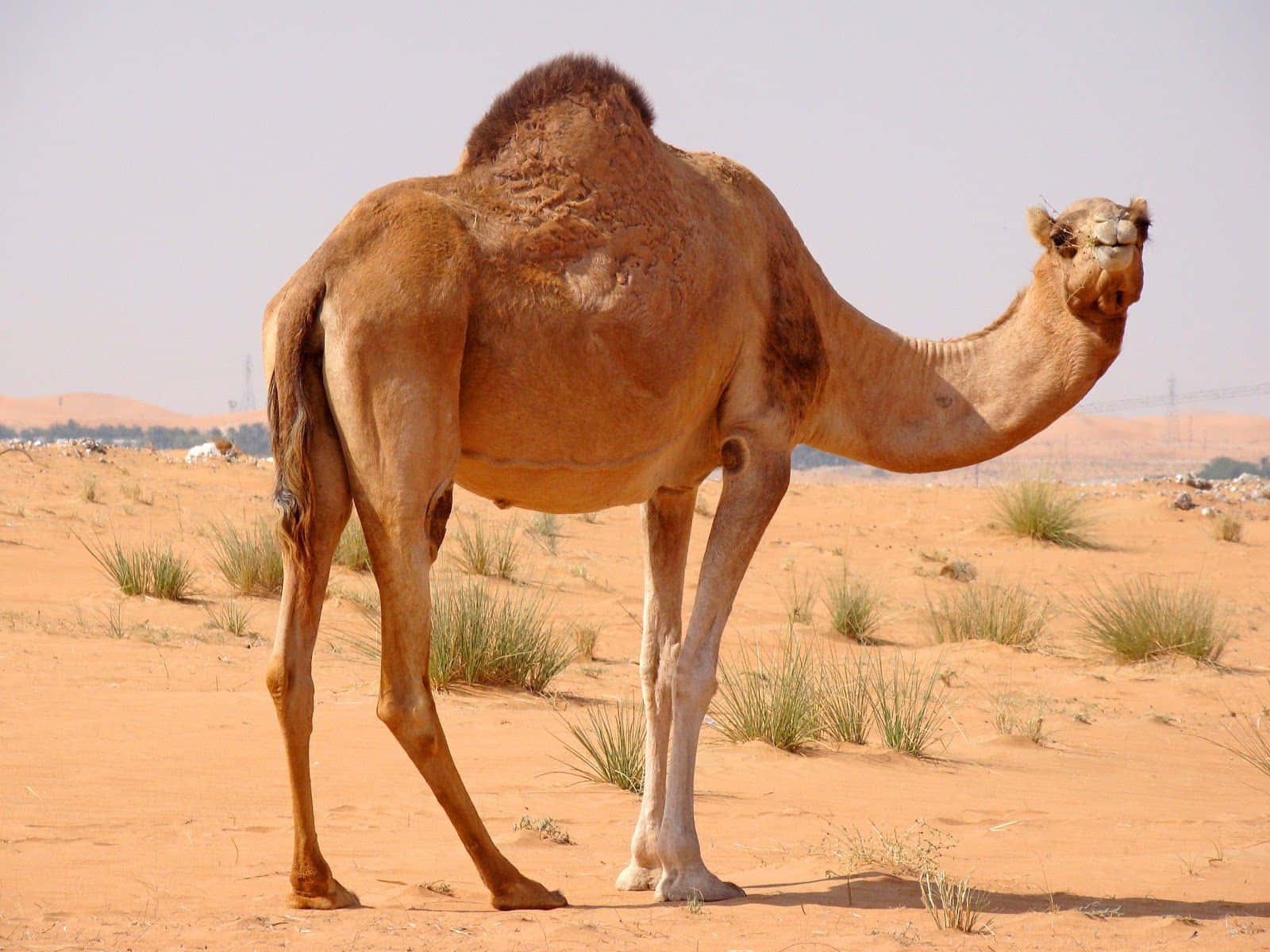 Elegantpositionerad Arabisk Kamel I Sin Naturliga Livsmiljö