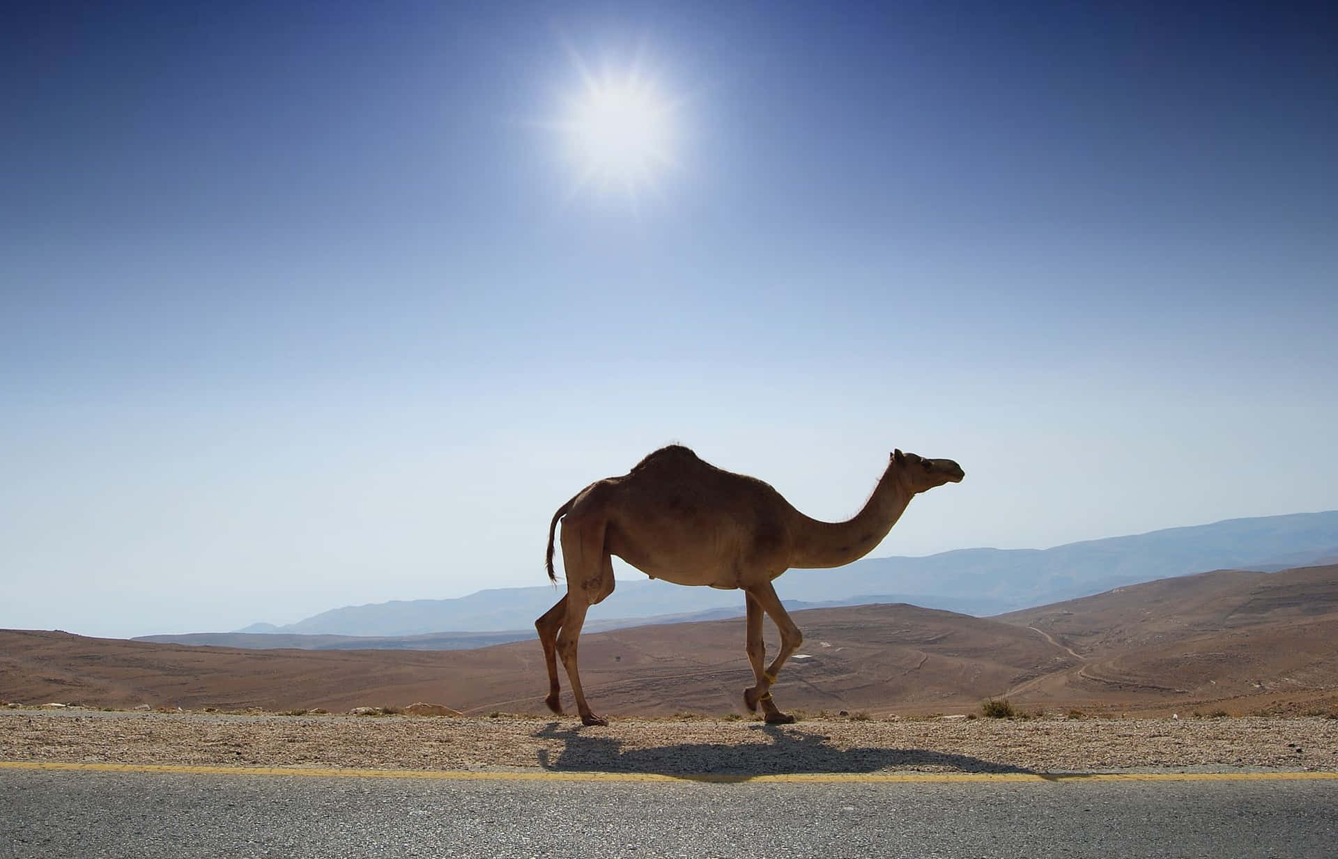 A Camel Crossing the Desert Sands