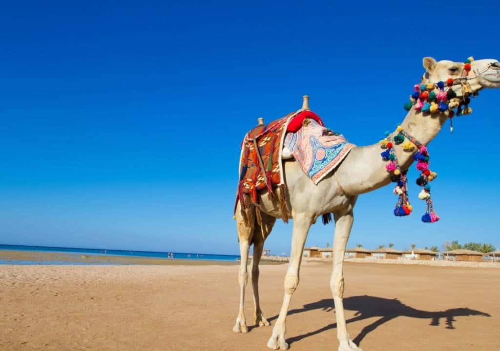 Einbraunes Kamel Reist Durch Einen Sandigen Weg Im Nahen Osten.