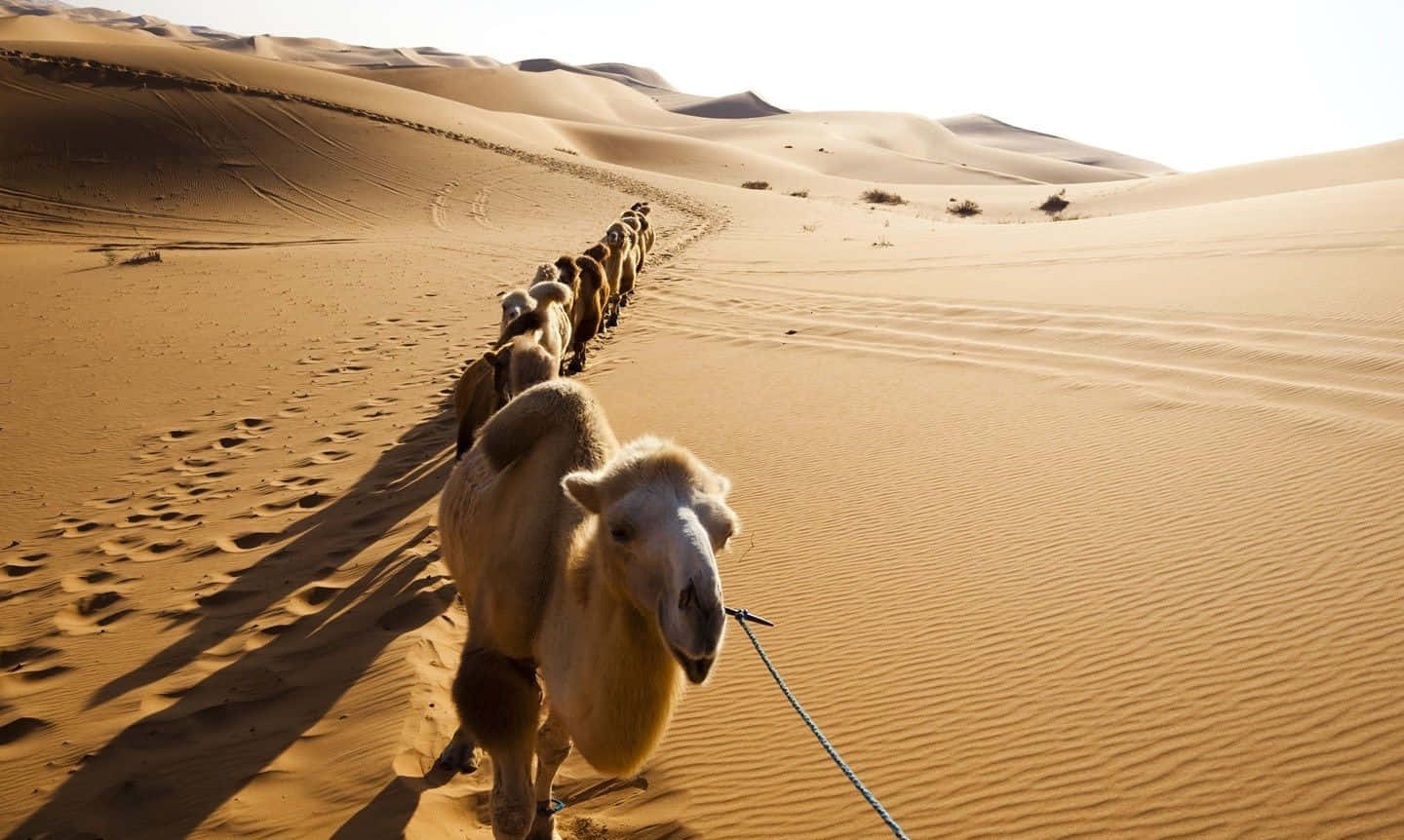 White desert camel on golden sand