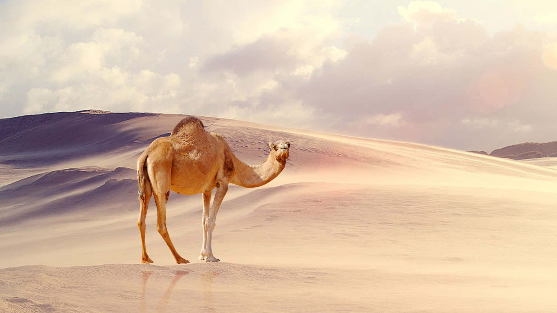 Uncammello Marrone Che Cammina In Un Paesaggio Sabbioso Nel Deserto
