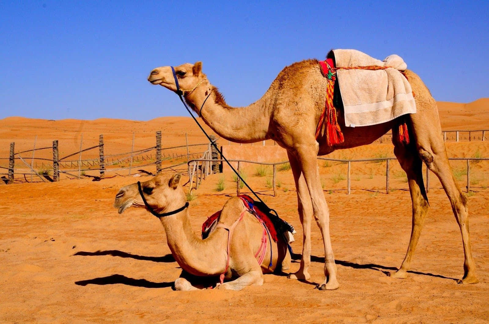 Two Camels Are Sitting In The Desert