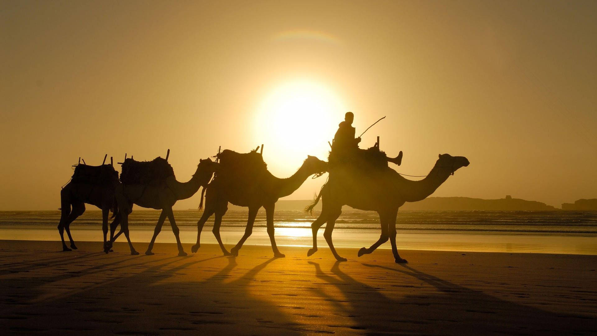 Camel Caravan At Dawn Wallpaper