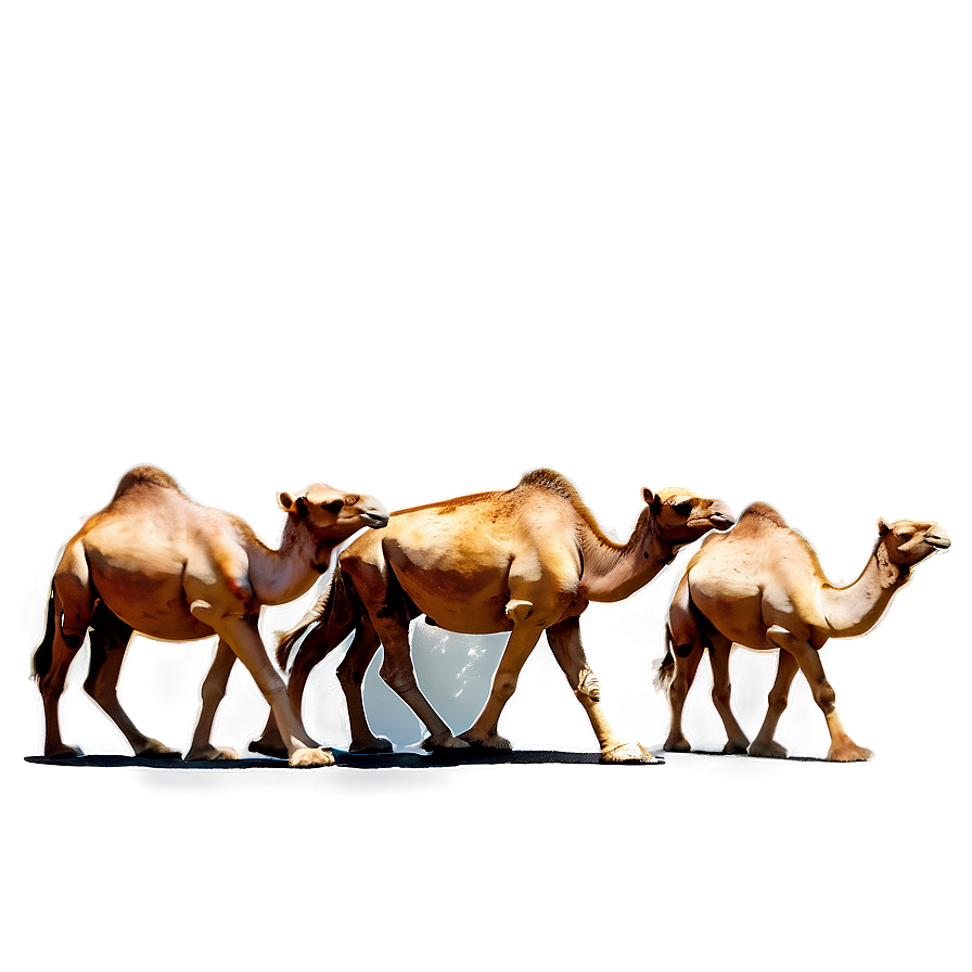 Camel Herd Png 05212024 PNG