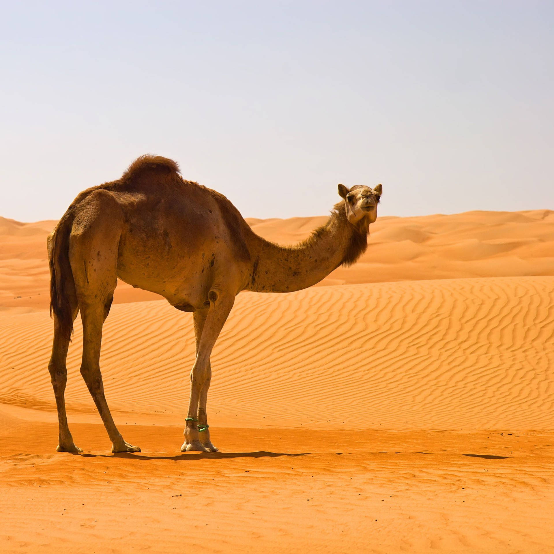 Camel In Desert Wallpaper