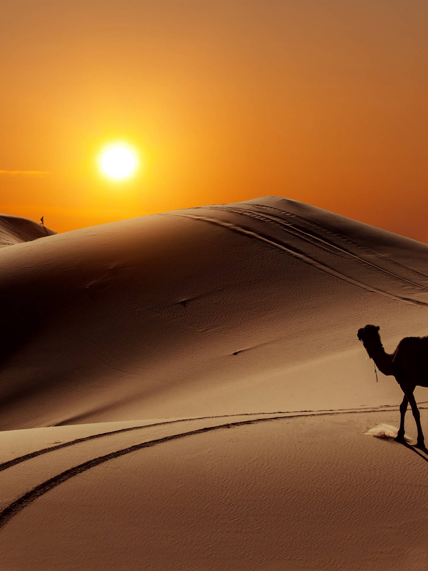 Kamel I Ørken Med Solnedgang Wallpaper
