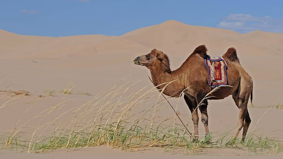 Camelloen El Desierto De Mongolia Fondo de pantalla