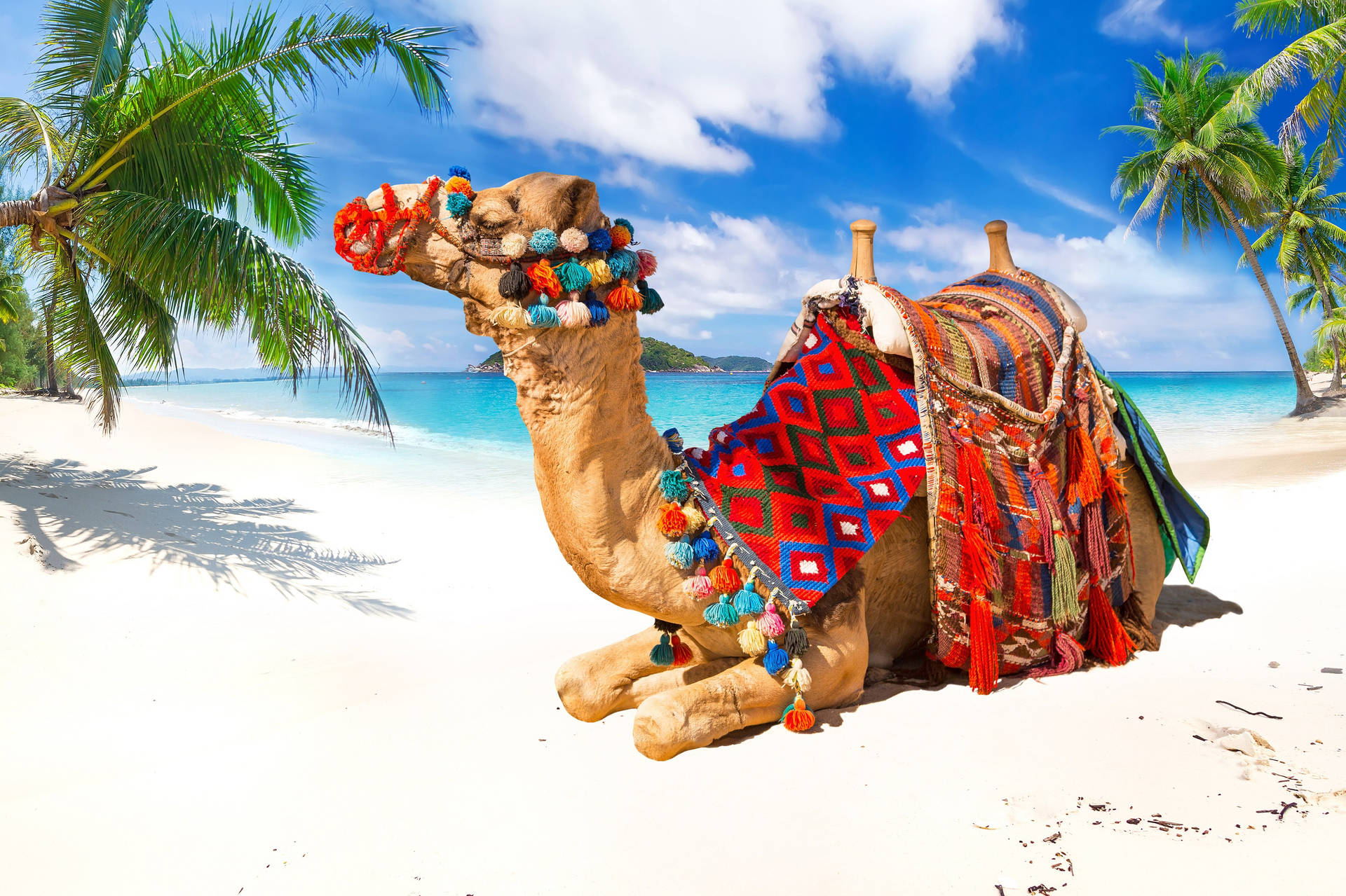 Camel In The Beach Wallpaper