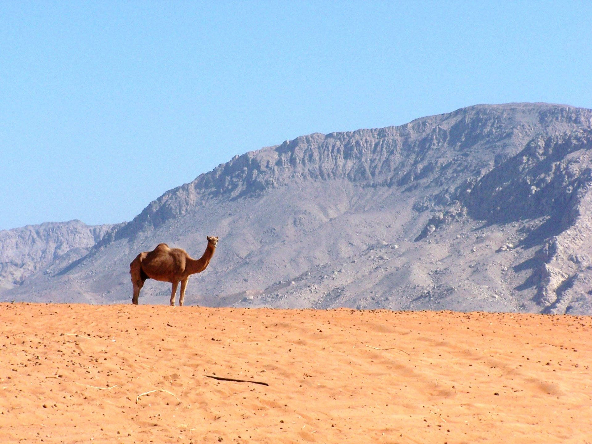 Camel In The Mountains Wallpaper