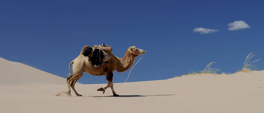 Camellode Mongolia Fondo de pantalla