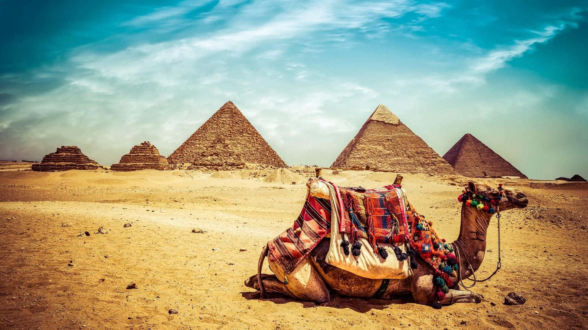 Camel On Sandy Desert With Giza Pyramids Wallpaper