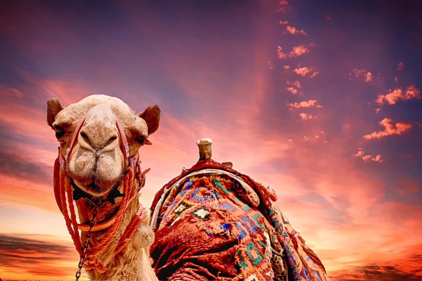 Explore Majestic Camel Watching the Sunset