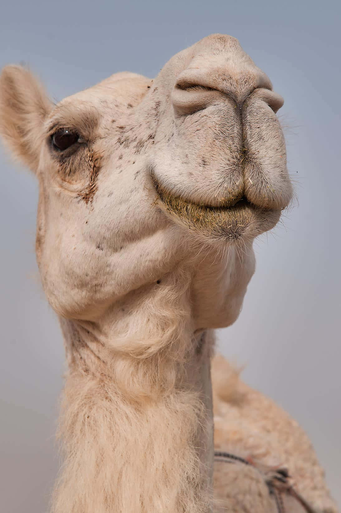 A Camel Standing Tall in the Desert