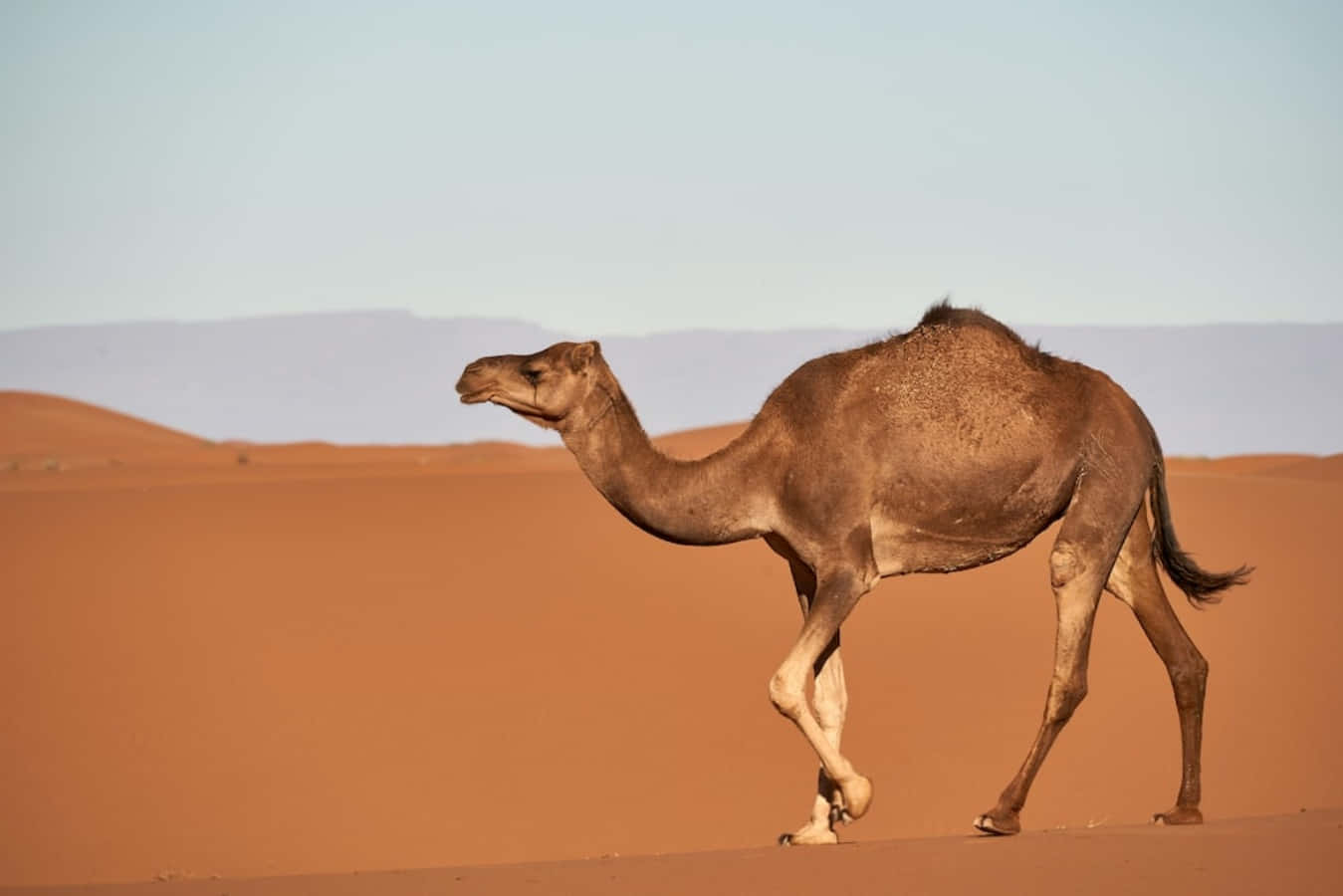 A majestic camel standing atop an ancient dune in the desert