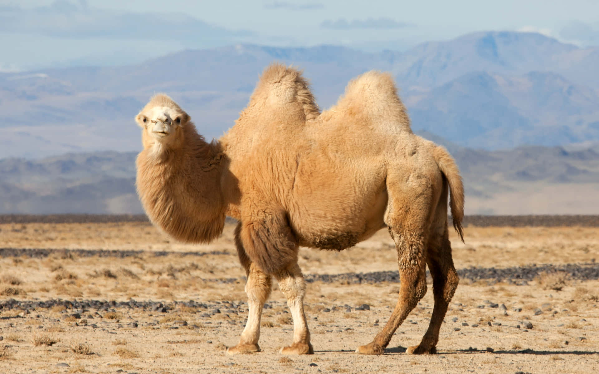 "Camel Desert Expedition"